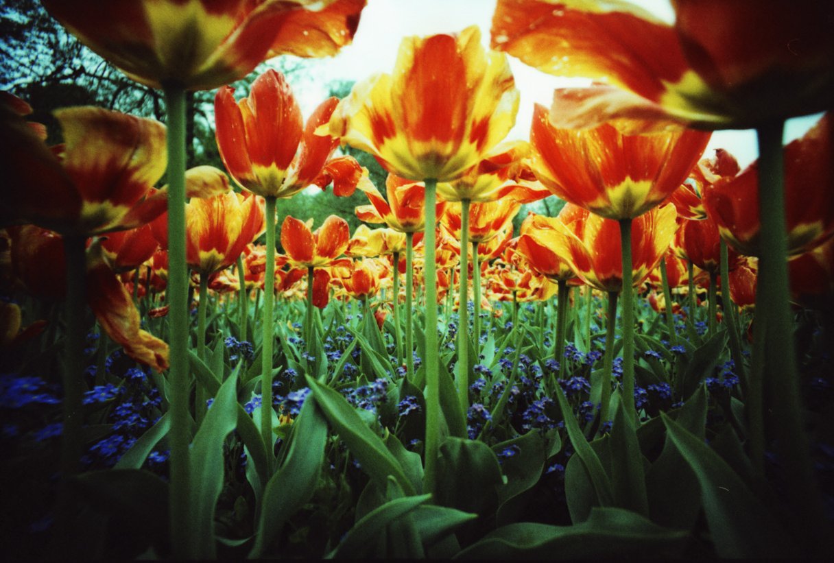 Fuji Velvia 50 Slide/Reversal 120 Film - Image 2